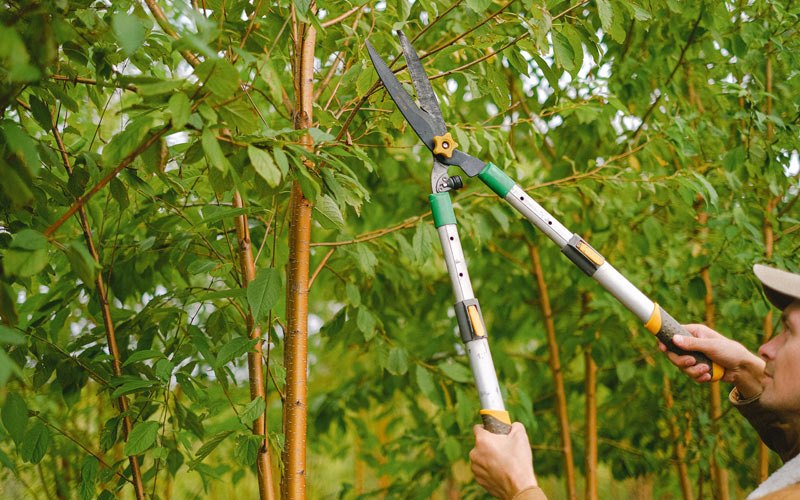 Tree trimming in Lamont, IA