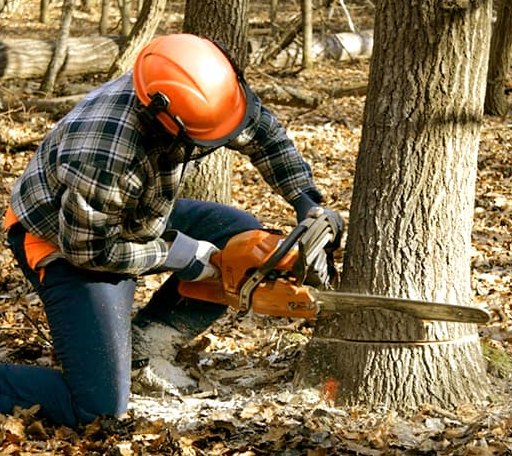 Tree Removal in Lamont, IA